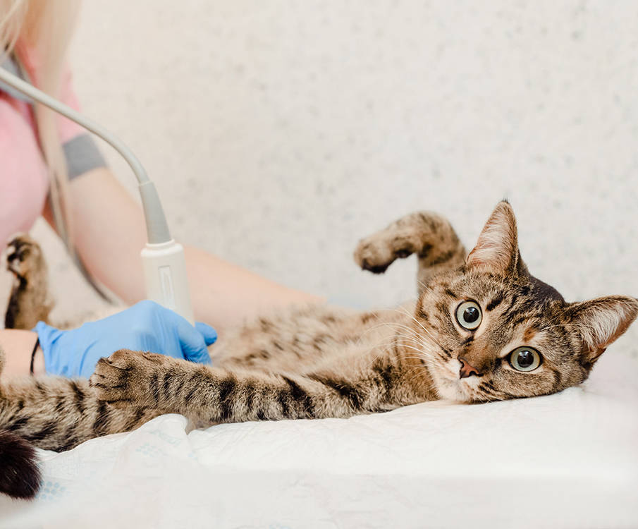 Kirju kass on selili arsti läbivaatuslaual, ultraheliaparaat kõhu peal