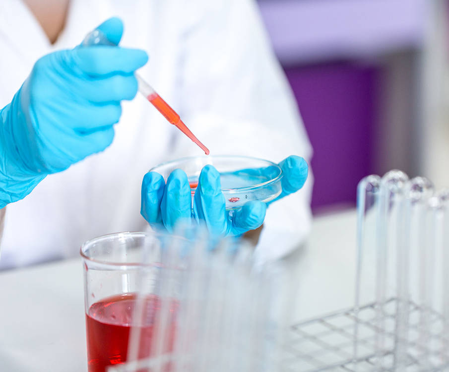 A laboratory worker pipettes red substance into a petri dish